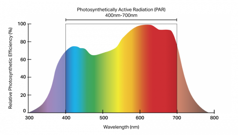 Artificial light store for photosynthesis